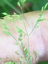 Attēlu rezultāti vaicājumam “Poa pratensis fruit”