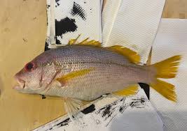 「魚拓」的圖片搜尋結果