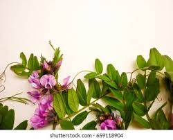 Attēlu rezultāti vaicājumam “Vicia sepium leaf”