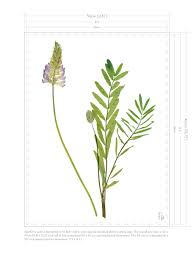 Image result for Onobrychis viciifolia