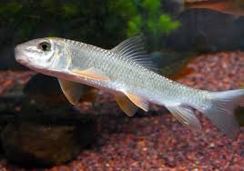 Image result for Moxostoma duquesnei