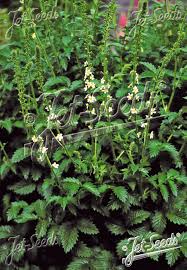Attēlu rezultāti vaicājumam “Agrimonia eupatoria fruit”