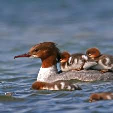 Attēlu rezultāti vaicājumam “Mergus merganser”