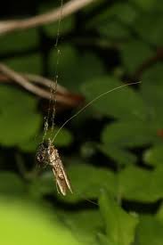 Attēlu rezultāti vaicājumam “Nematopogon sp.”