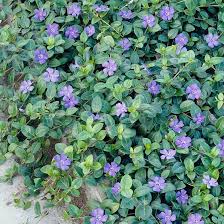 Attēlu rezultāti vaicājumam “Vinca minor leaf”