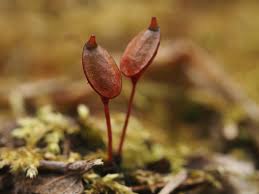 Attēlu rezultāti vaicājumam “Buxbaumia aphylla sporophyte”