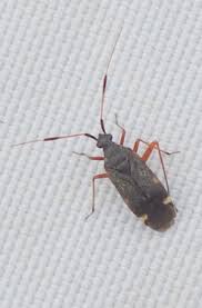 Attēlu rezultāti vaicājumam “Closterotomus biclavatus imago”