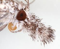 Attēlu rezultāti vaicājumam “Platytes alpinella”