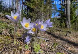 Attēlu rezultāti vaicājumam “Pulsatilla patens flower”