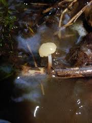 Attēlu rezultāti vaicājumam “Cudoniella clavus”