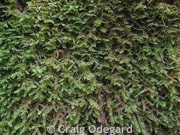 Attēlu rezultāti vaicājumam “Neckera complanata”