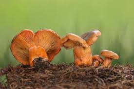 Attēlu rezultāti vaicājumam “Lactarius deterrimus”