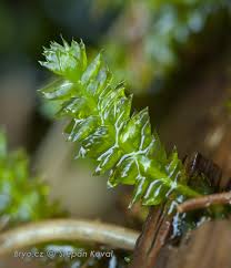 Attēlu rezultāti vaicājumam “Plagiothecium latebricola macro”