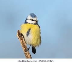Image result for Cyanistes caeruleus
