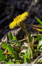 Attēlu rezultāti vaicājumam “Tussilago farfara”