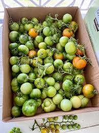 Afbeeldingsresultaat voor hawaiian white cherry tomato