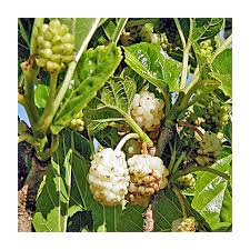 Attēlu rezultāti vaicājumam “Morus alba”