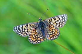 Attēlu rezultāti vaicājumam “Melitaea cinxia upperside”