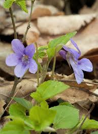 Attēlu rezultāti vaicājumam “Viola riviniana flower”