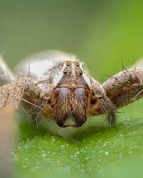 Attēlu rezultāti vaicājumam “Pisaura mirabilis”