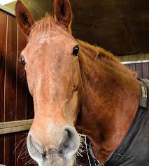 Image result for Buchan Group Riding For The Disabled