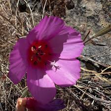 Attēlu rezultāti vaicājumam “Cribraria rubiginosa”