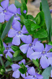 Attēlu rezultāti vaicājumam “Vinca minor flower”