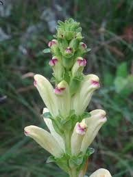 Attēlu rezultāti vaicājumam “Pedicularis sceptrum-carolinum leaf”