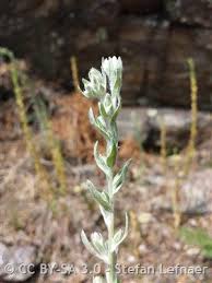 Attēlu rezultāti vaicājumam “Filago arvensis”