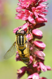 Attēlu rezultāti vaicājumam “Helophilus sp.”