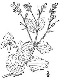 Attēlu rezultāti vaicājumam “Veronica chamaedrys leaf”