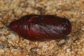 Attēlu rezultāti vaicājumam “Orthosia miniosa larva”