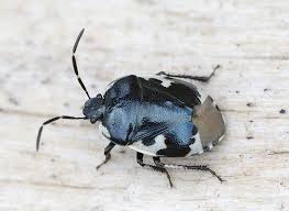 Attēlu rezultāti vaicājumam “Tritomegas bicolor imago”