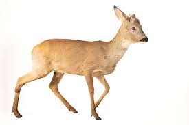 Attēlu rezultāti vaicājumam “Capreolus capreolus”