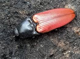 Attēlu rezultāti vaicājumam “Ampedus sanguineus”