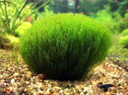 Attēlu rezultāti vaicājumam “Leptodictyum riparium”