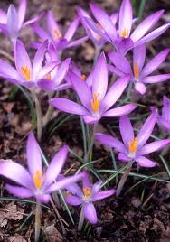 Attēlu rezultāti vaicājumam “Crocus tommasinianus flower”