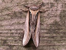 Attēlu rezultāti vaicājumam “Pheosia gnoma male”