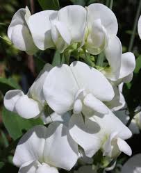 Attēlu rezultāti vaicājumam “Lathyrus latifolius flower”