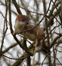Attēlu rezultāti vaicājumam “Mustela erminea adult”