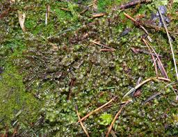 Attēlu rezultāti vaicājumam “Scapania undulata”