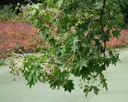 Attēlu rezultāti vaicājumam “Kalopanax septemlobus fruit”