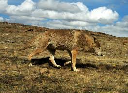 Image result for Weston Rhyn Wolves