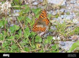 Attēlu rezultāti vaicājumam “Issoria lathonia upperside”