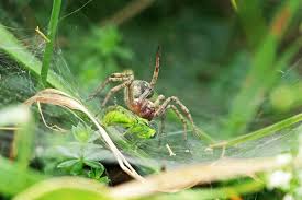 Attēlu rezultāti vaicājumam “Agelena labyrinthica”