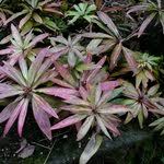 Image result for Astrantia majon `Abbey Road`