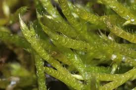 Attēlu rezultāti vaicājumam “Brachythecium albicans”