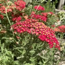 Attēlu rezultāti vaicājumam “Achillea salicifolia flower”