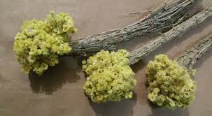 Attēlu rezultāti vaicājumam “Helichrysum arenarium bud”