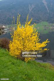 Attēlu rezultāti vaicājumam “Forsythia suspensa”